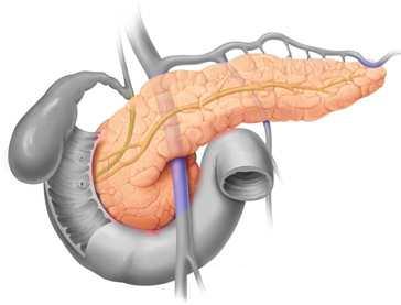 Somatostatina